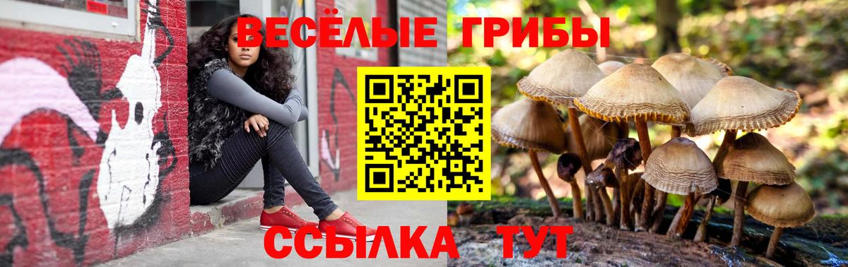 Псилоцибиновые грибы Psilocybe Сургут